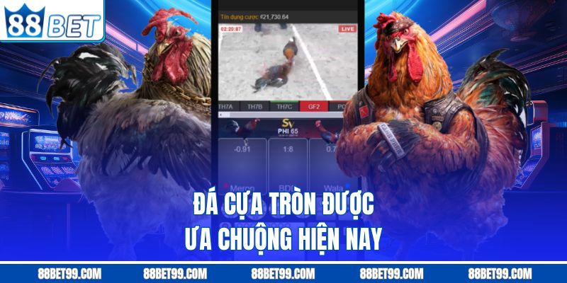 Đá cựa tròn được ưa chuộng hiện nay Đá cựa tròn được ưa chuộng hiện nay